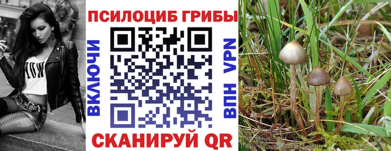 Галлюциногенные грибы Psilocybe  купить наркотик  Тогучин 